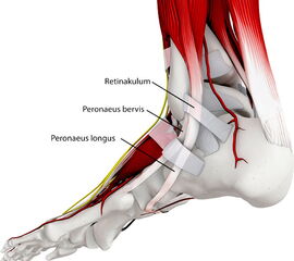 Verlauf der Peronealsehnen hinter der Fibula
