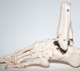 Anatomie des lateralen Kapsel-Band-Apparats