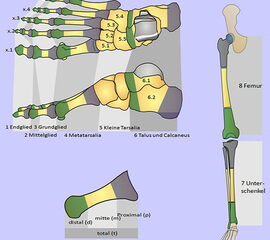 Dokumentation der Amputationshöhen am Fuß<br>
1&nbsp;&nbsp;&nbsp;Endglied<br>
2&nbsp;&nbsp;&nbsp;Mittelglied<br>
3&nbsp;&nbsp;&nbsp;Grundglied<br>
4&nbsp;&nbsp;&nbsp;Mittelfußknochen<br>
5&nbsp;&nbsp;&nbsp;distale Tarsalknochen<br>
6&nbsp;[nbs